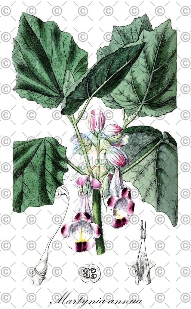 HistAbb_wfo-0000470188_1_ENZY_Simple | Historische Abbildung von Martynia annua - Martyniaceae | Historical Illustration of Martynia annua - Martyniaceae