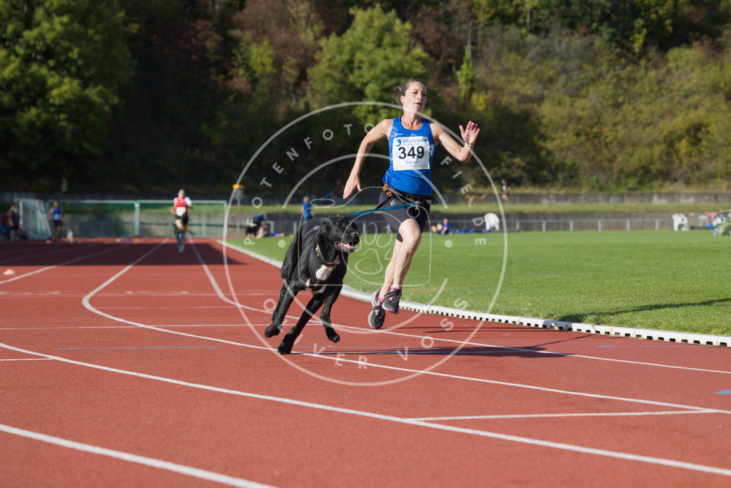 0L8A9664 | Hundefotografie, Tierfotograf, Pfotenfotografie, Fotoshooting Hund, Hunde Portrait, Hundesport, Hundeportraits, Heideshooting, Hunde, Sportfotograf, Hundefotograf, Turnierhundsport, THS,  - Realisiert mit Pictrs.com