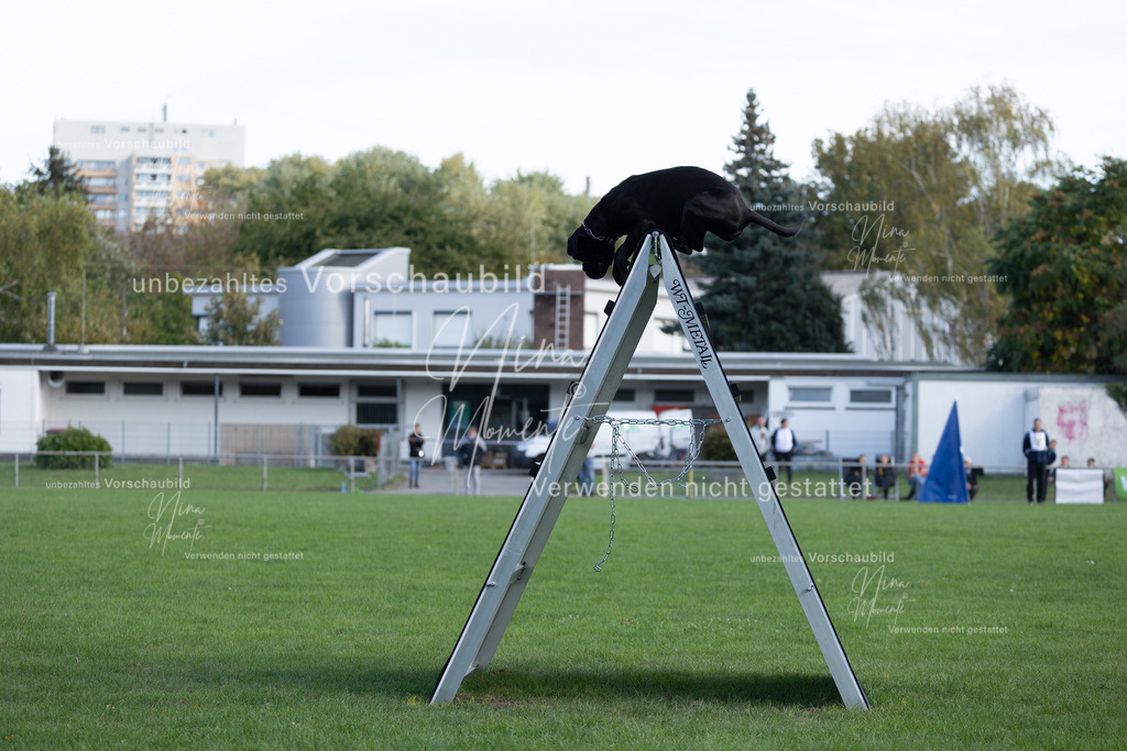 _16A5588 | Einzigartige Fotos von Hunden & Menschen –Actionfotos, Portraits, Vereinsaufnahmen & Paarshootings – authentisch, lebendig & mit Herz.