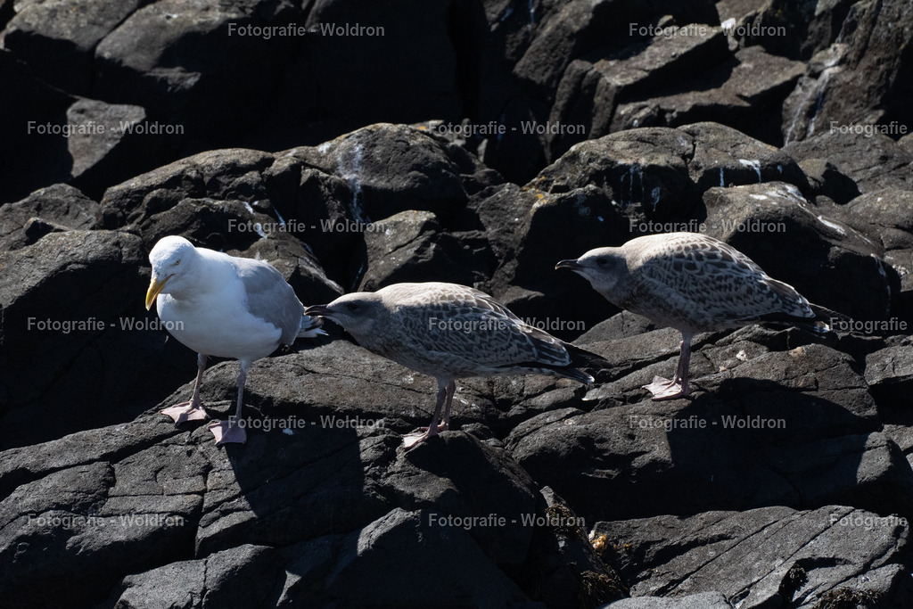 20230815 Isle of Sky - St.Andrews - Dundee-44 | Fotografie Woldron