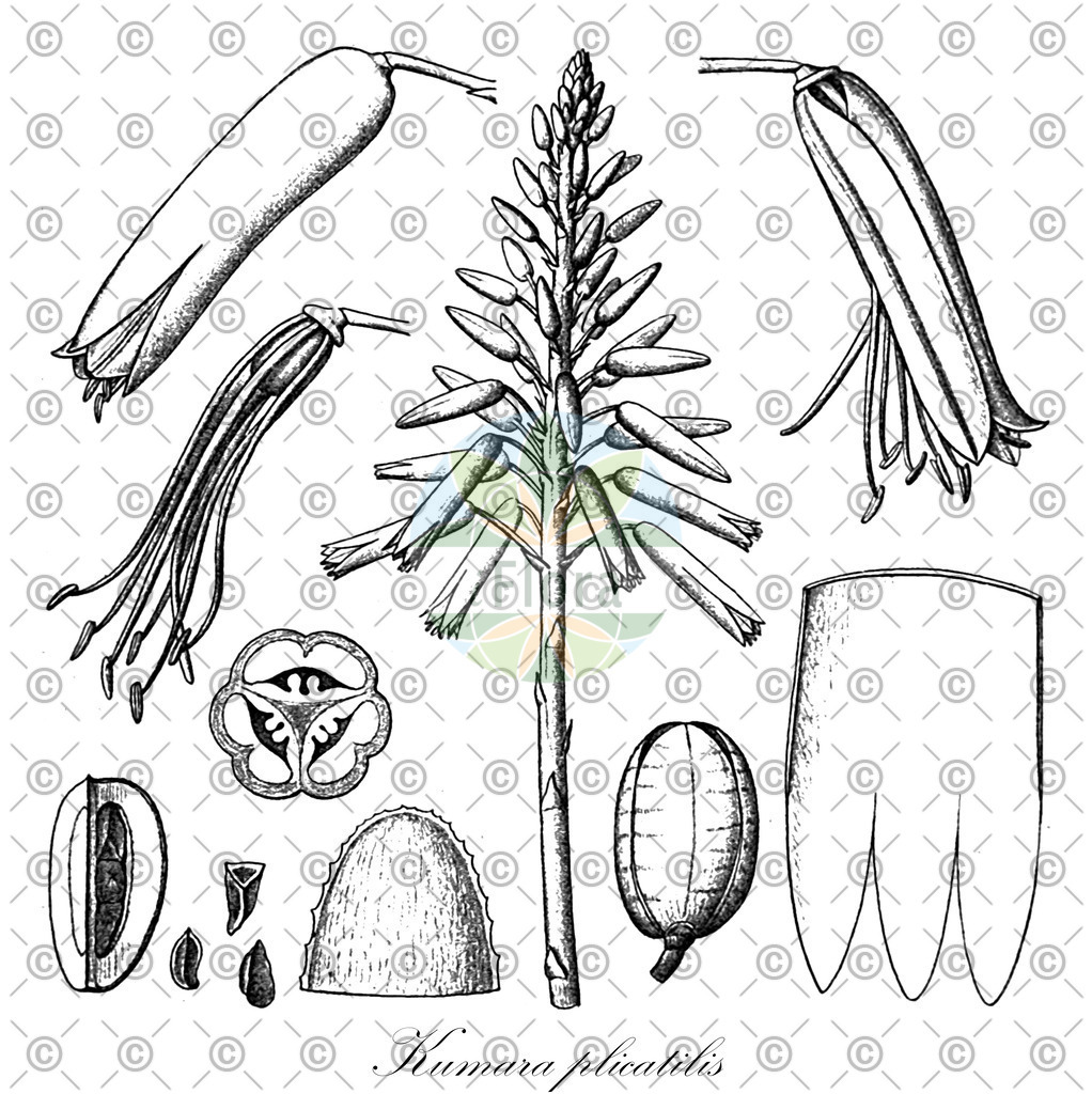 HistAbb_EMP_108983_1_SIMPLE | Historische Abbildung von Kumara plicatilis - Asphodelaceae | Historical Illustration of Kumara plicatilis - Asphodelaceae