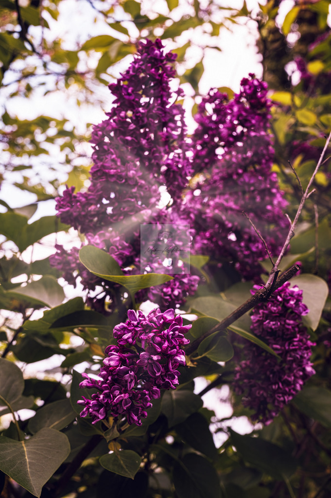 Makro - floral (101) | Buche Fotoshootings und entdecke hochwertige Fotoprodukte bei Mathias Ku Photos. Personalisiert, kreativ & mit Liebe zum Detail. Jetzt informieren! - Realisiert mit Pictrs.com