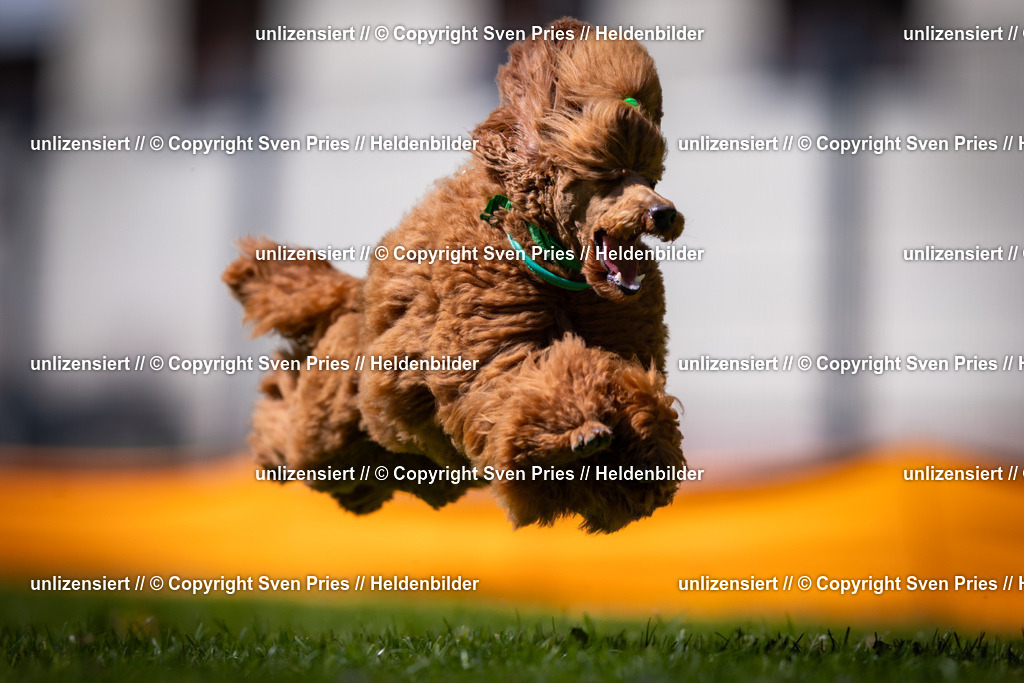 Sven Pries | 2025-08-10 - Hunderennen Durlach - Realisiert mit Pictrs.com