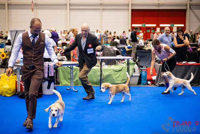 World Dog Show Donnerstag | World Dog Show 2023 Donnerstag im Palexpo in Genf 24.08.2023 Foto: Leo Wyden