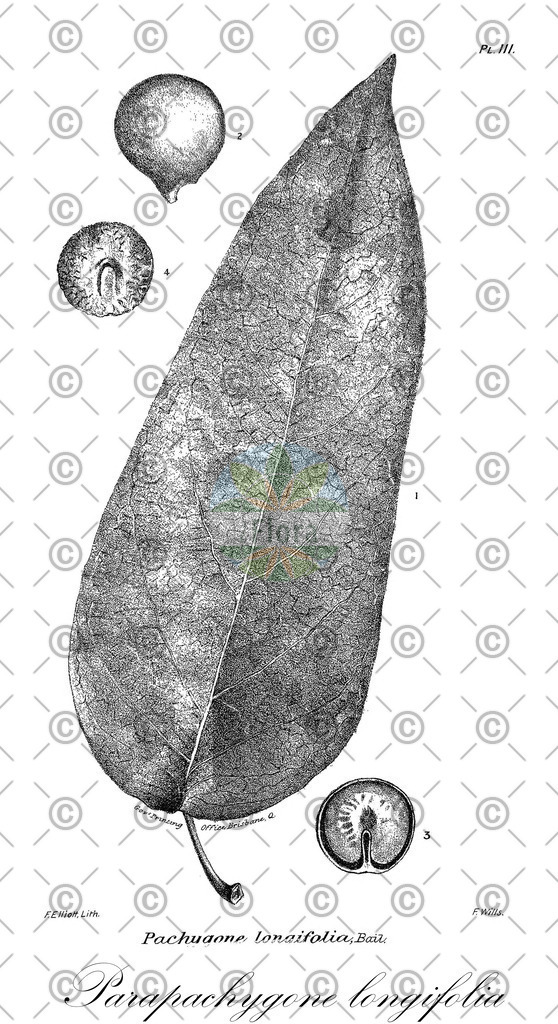 HistAbb_EMP_7709781_1_SIMPLE | Historische Abbildung von Parapachygone longifolia - Menispermaceae | Historical Illustration of Parapachygone longifolia - Menispermaceae
