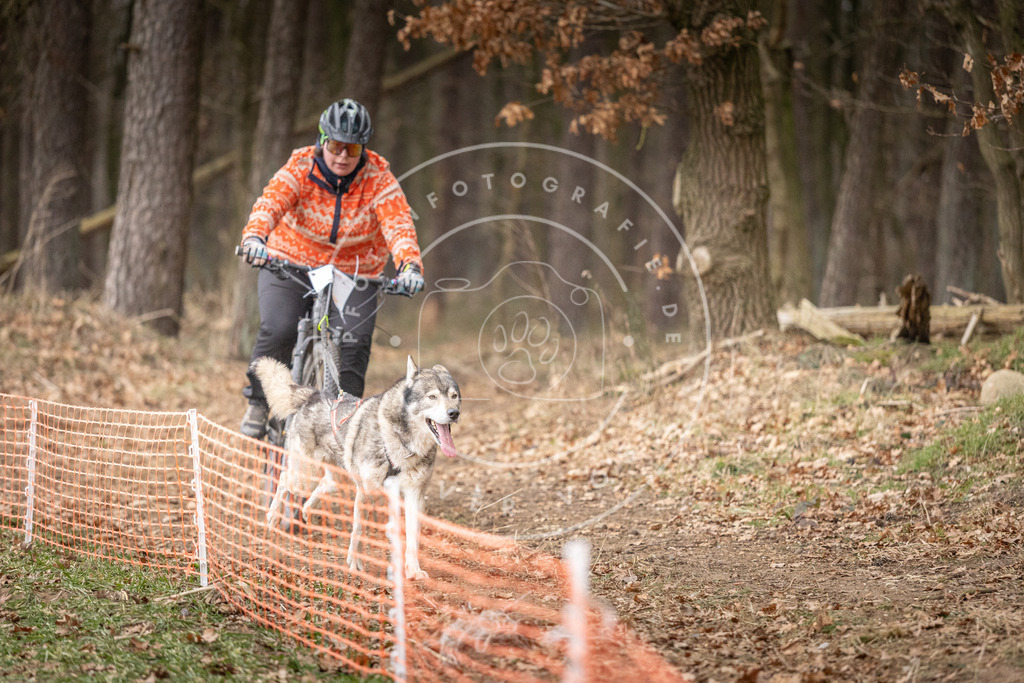 Pfotenfotografie_DV3A1675 | Hundefotografie, Tierfotograf, Pfotenfotografie, Fotoshooting Hund, Hunde Portrait, Hundesport, Hundeportraits, Heideshooting, Hunde, Sportfotograf, Hundefotograf, Turnierhundsport, THS,  - Realisiert mit Pictrs.com