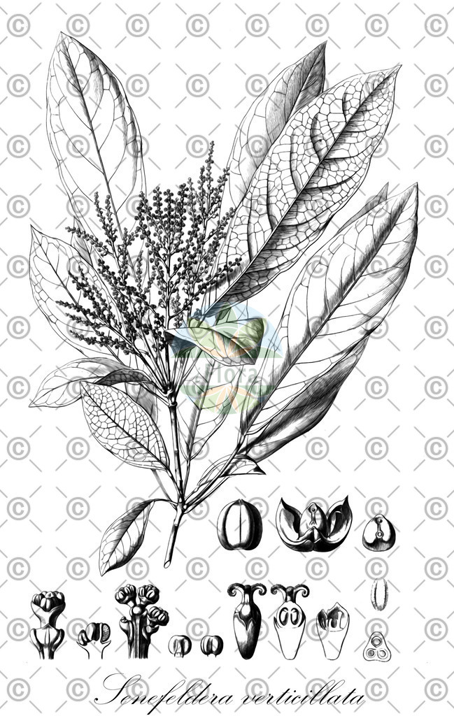 Histabb_EMP_63771_SRC_Koehler_1887_SIMPLE | Historische Abbildung von Senefeldera verticillata - Euphorbiaceae | Historical Illustration of Senefeldera verticillata - Euphorbiaceae