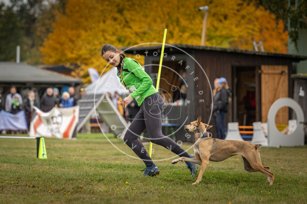 Pfotenfotografie_DV3A3153 | Hundefotografie, Tierfotograf, Pfotenfotografie, Fotoshooting Hund, Hunde Portrait, Hundesport, Hundeportraits, Heideshooting, Hunde, Sportfotograf, Hundefotograf, Turnierhundsport, THS,  - Realisiert mit Pictrs.com