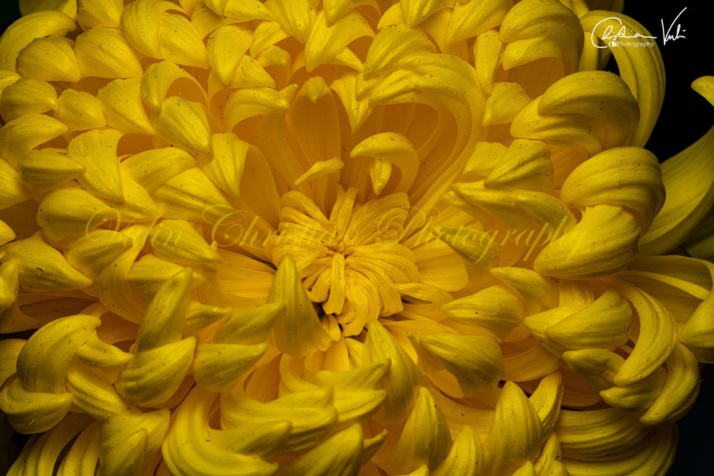 MN 35 | Christian Vulin  - Realisiert mit Pictrs.com