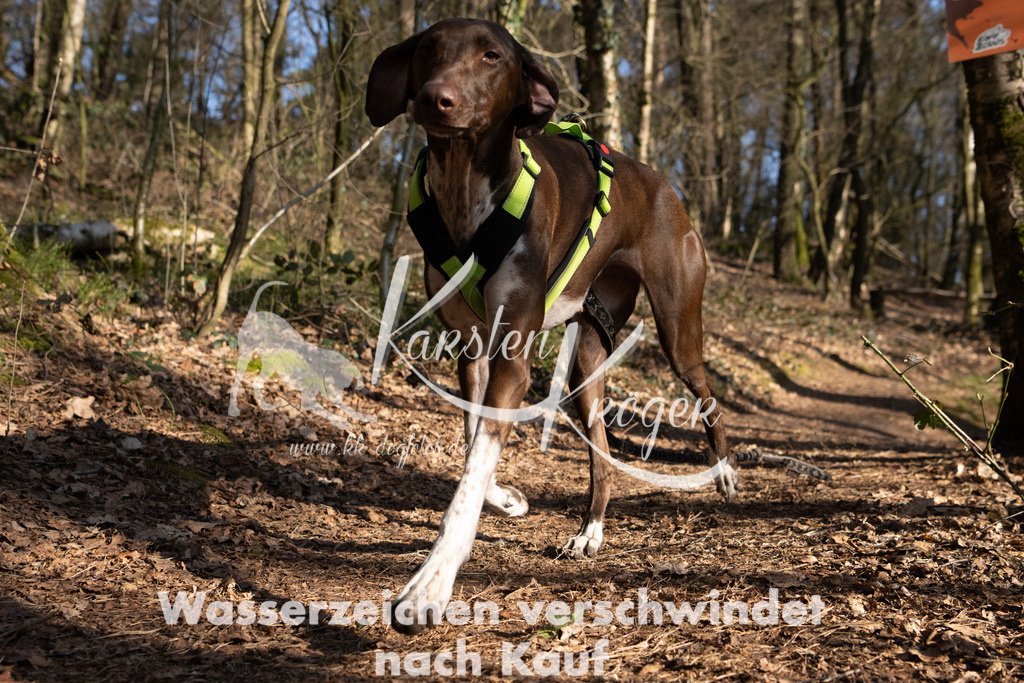 0850_ZZ96045 | kk-dogfotos