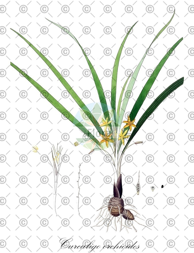 HistAbb_wfo-0000084408_1_ENZY_Simple | Historische Abbildung von Curculigo orchioides - Hypoxidaceae | Historical Illustration of Curculigo orchioides - Hypoxidaceae