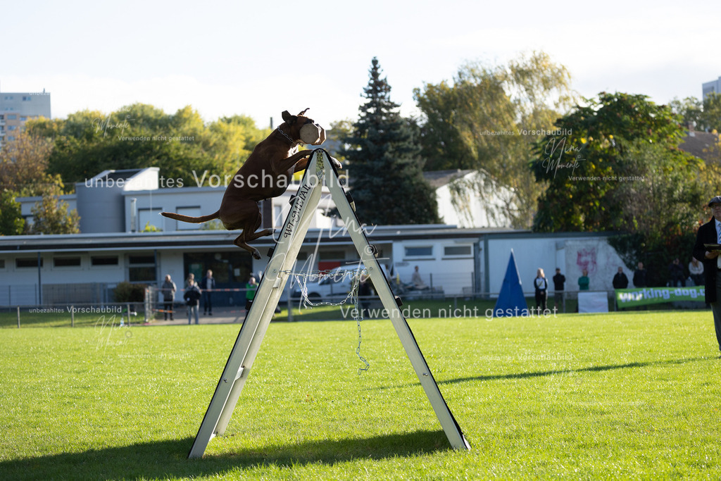 _16A4815 | Einzigartige Fotos von Hunden & Menschen –Actionfotos, Portraits, Vereinsaufnahmen & Paarshootings – authentisch, lebendig & mit Herz.