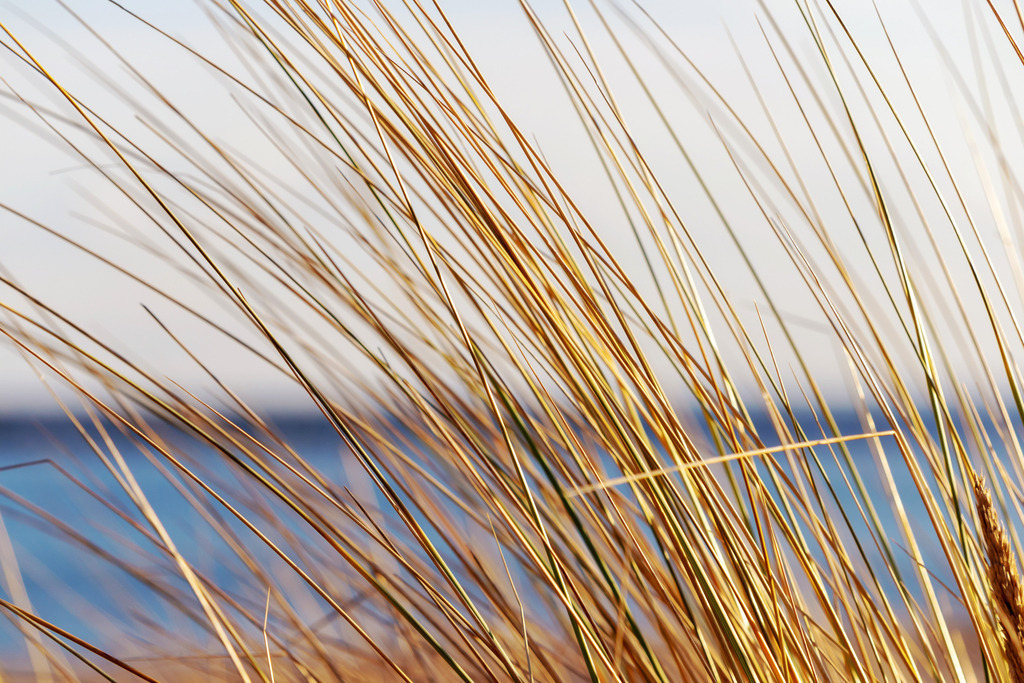 Leinwand: Strandhafer am Sandstrand in Damp | Sanfte Naturtöne und die beruhigende Küstenlandschaft – dieses Wandbild schafft eine angenehme und entspannende Raumstimmung. Der Strandhafer im Vordergrund fängt die natürliche Dynamik des Windes ein, während das Meer und der helle Himmel im Hintergrund für Weite und Gelassenheit sorgen.  - Realisiert mit Pictrs.com