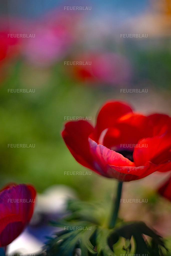 Farbflüstern 1 | Farbflüstern 1 - Realisiert mit Pictrs.com