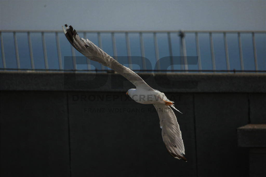 Yellow-legged Gull (Larus michahellis) | Yellow-legged Gull (Larus michahellis), a large gull species commonly found along Mediterranean coasts, rocky shorelines, harbours and coastal areas. - Realisiert mit Pictrs.com