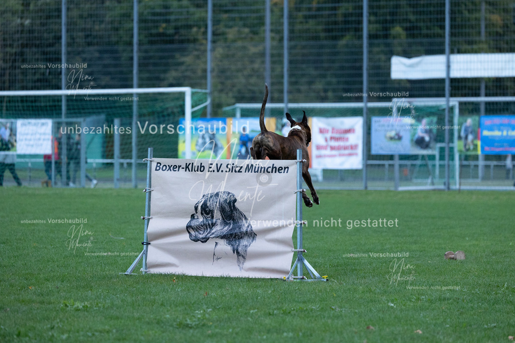 _16A4456 | Einzigartige Fotos von Hunden & Menschen –Actionfotos, Portraits, Vereinsaufnahmen & Paarshootings – authentisch, lebendig & mit Herz.