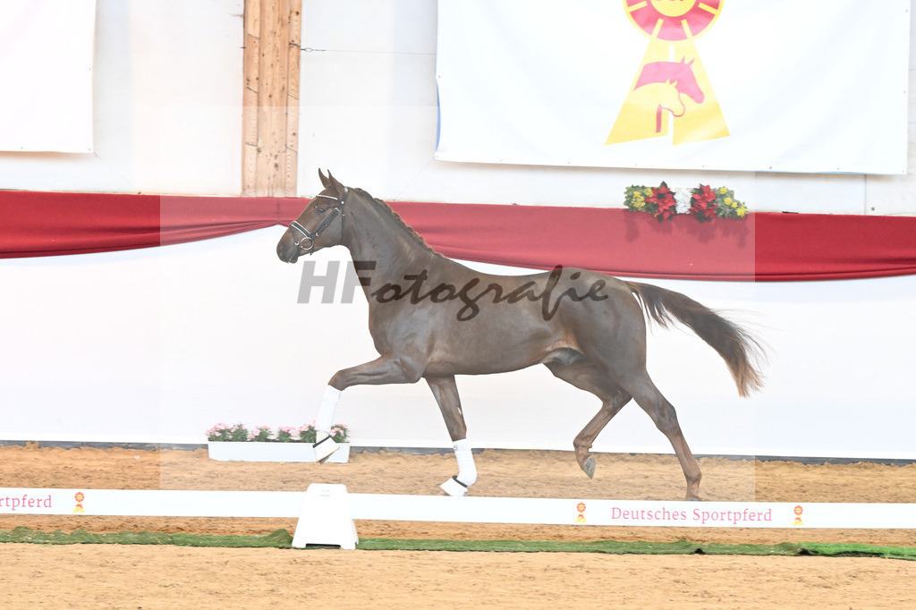 Kat-Nr. 63 Fidertanz x Romanov Blue Hors_La Rue_43230645 | hf-fotografie - Realisiert mit Pictrs.com