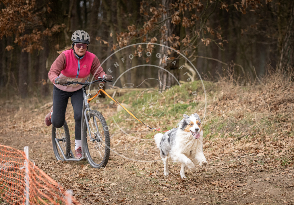 Pfotenfotografie_DV3A1995 | Hundefotografie, Tierfotograf, Pfotenfotografie, Fotoshooting Hund, Hunde Portrait, Hundesport, Hundeportraits, Heideshooting, Hunde, Sportfotograf, Hundefotograf, Turnierhundsport, THS,  - Realisiert mit Pictrs.com