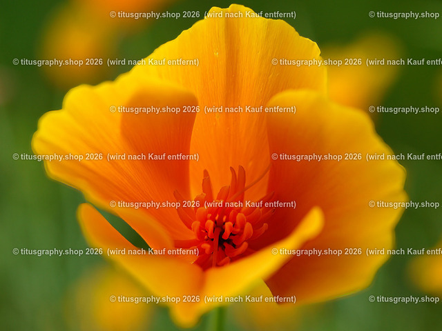 titusgraphy_P6281868-vz-ln | titusgraphy-shop: Geschenkideen mit Qualitätsfotos. titusgraphy-shop: gift ideas with quality photos. titusgraphy-shop: idées cadeaux avec photos de qualité.  - Realisiert mit Pictrs.com