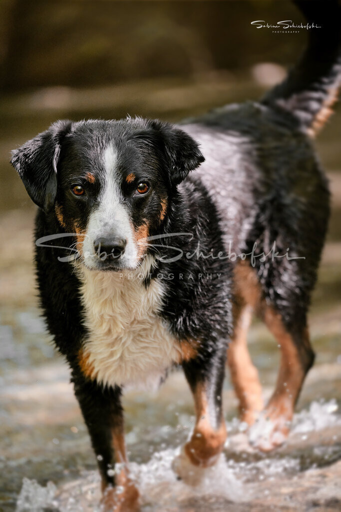 "Ebby" Appenzellersennenhund | Wasserspiele beim Outdoorshooting mit Hund - Realisiert mit Pictrs.com