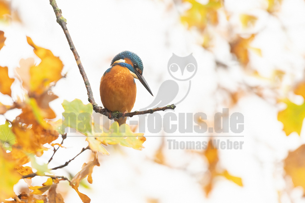 R6NF0114_20251116 | Der Bildershop von www.natur-focus.de bietet ihnen den einfachen Kauf von Bildmaterial per Download aus allen Bereichen der Natur. In den Galerien finden sie Landschaftsfotos, Tierbilder und natürlich auf Pflanzenfotos. - Realisiert mit Pictrs.com