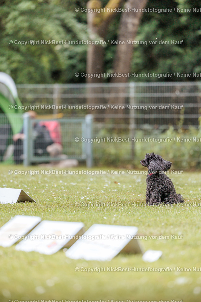 RO-Blumenthal-2026-Nickbest-Hundefotografie-3203 | Dein Hund! Dein Moment! Deine Erinnerungen! Hundefotografie in Bremen Blumenthal. Ich fange die besonderen Momente deines Vierbeiners ein – ob Indoor mit Blitzanlage oder in der freien Natur. Sicher dir dein Moment und dein Termin für eure Erinnerungen.