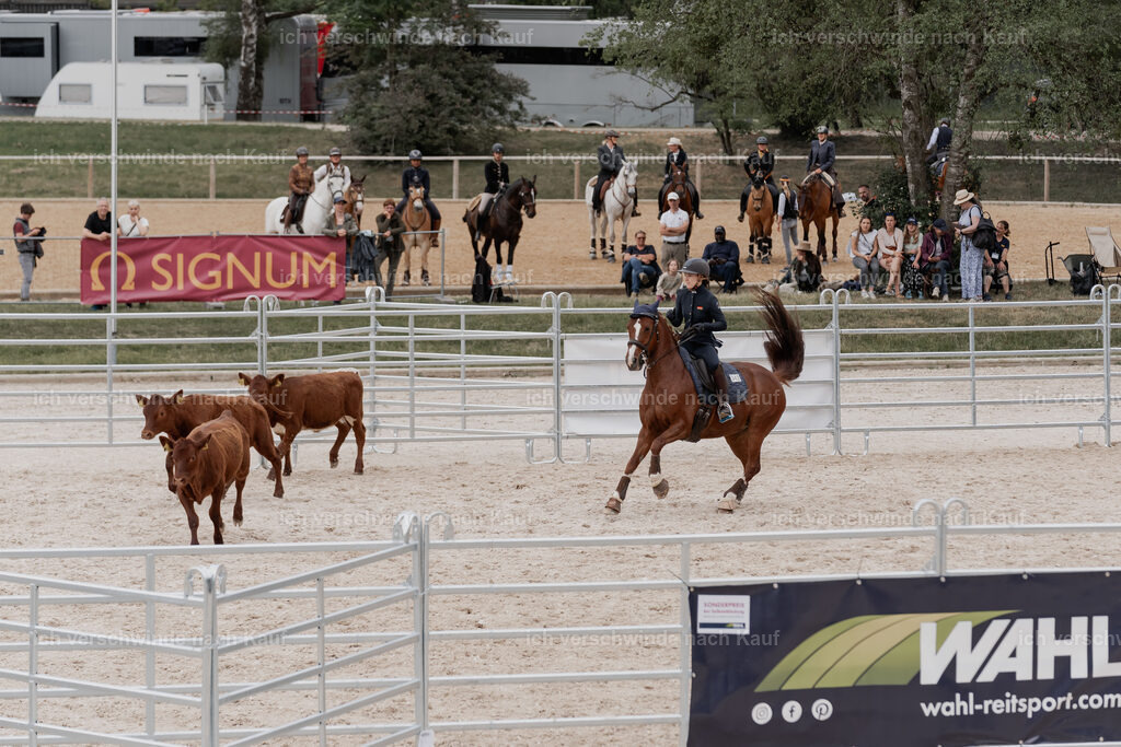 WE__Stoib_Rinder_PI2025_3115 | Pferd International München 2025