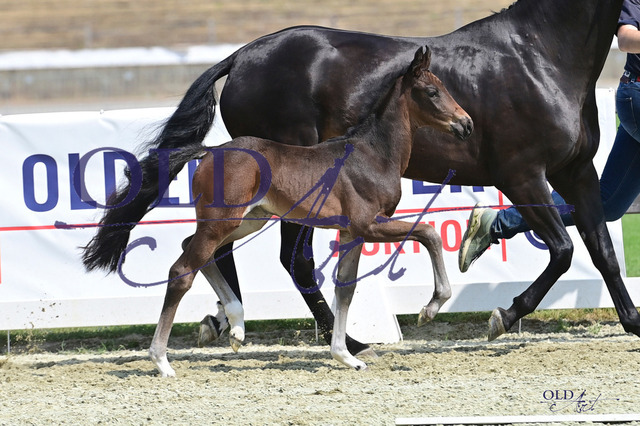 23 DE433330590423 FRE Fidertanz - Feinrich - De Niro DSC_3838 Kopie | <meta name="description" content="★Offizieller Merchandise und Foto-/Videostore des Oldenburger Verbandes.★ ✅Jetzt auch digital Ausdrucke erhältlich." />
<meta name="keywords" content="Merchandise Foto-/Videostore Oldenburger Verband Photographie 