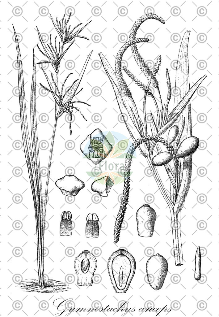 HistAbb_wfo-0000713102_2_ENZY_Simple | Historische Abbildung von Gymnostachys anceps - Araceae | Historical Illustration of Gymnostachys anceps - Araceae