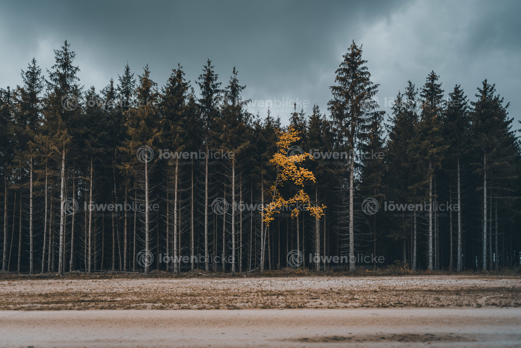 Waldweg auf der Kuchalb bei Donzdorf im Herbst | löwenblicke | shop