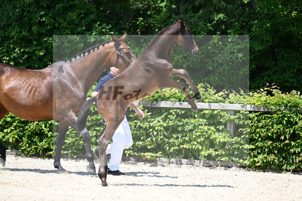 Kat-Nr. 17 SF Chubakko_Mayer_15230437 | hf-fotografie - Realizzato con Pictrs.com
