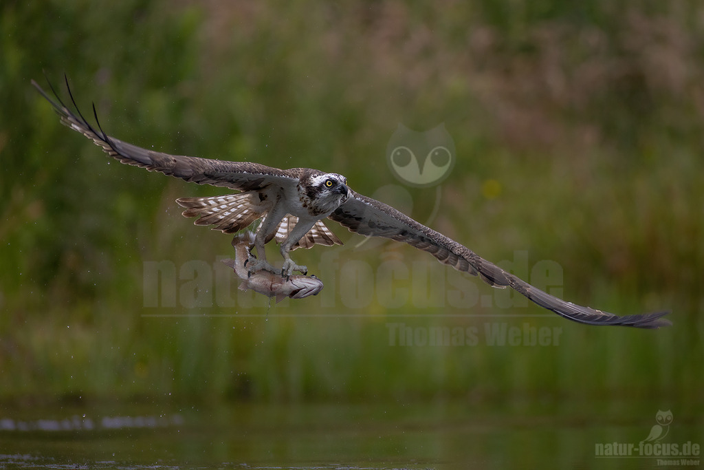 20220717074206 | Wie sein Name schon erahnen lässt, spezialisiert sich dieser mittelgroße Adler bei der Nahrungssuche ausschließlich auf Fisch. Deshalb trifft man ihn bei uns in der Nähe von flachen Süßwasserseen und küstennahen Brackgewässern an. - Realisiert mit Pictrs.com
