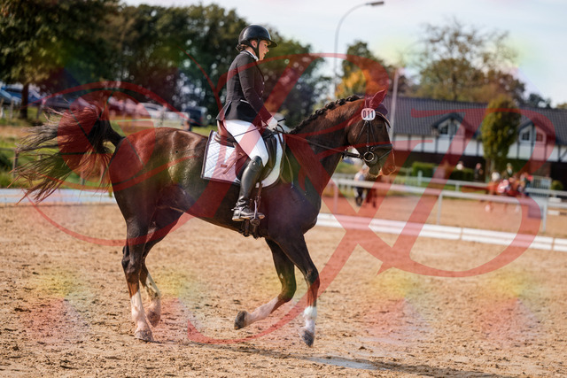 2026_10_03_Siefer-Hof_132348_Z63_85810837 | Professionelle Reitsport-, Turnier- und Eventfotografie von Robert Broda. Galerien mit ausgewählten und bearbeiteten Bildern direkt online ansehen und bestellen.