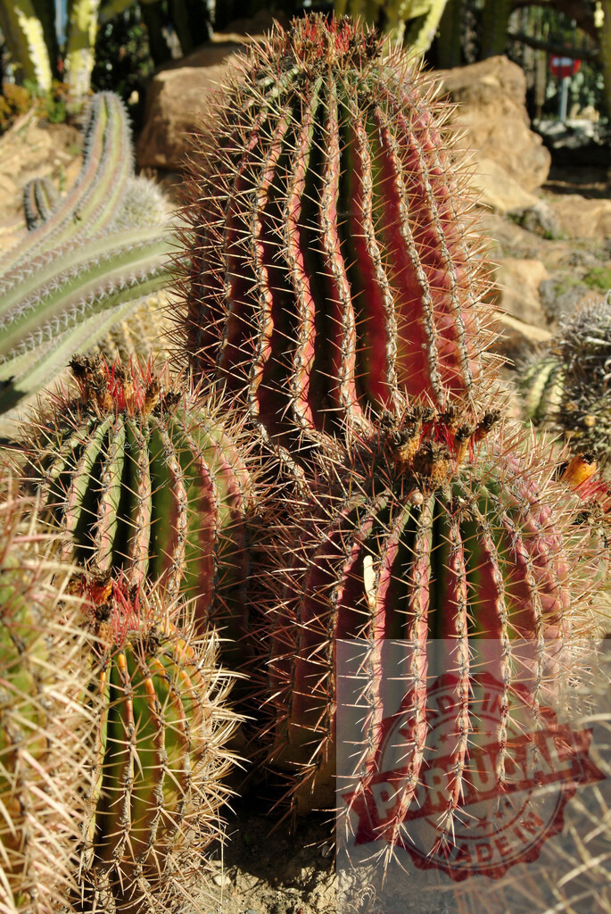 Large red barrel cactus thriving in arid desert environment | Barrel cactus with reddish spines and green body growing in a desert landscape - Realisiert mit Pictrs.com