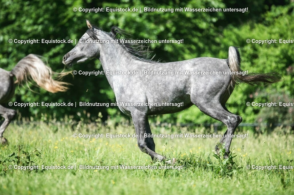 20210617_Araber_Marbach_Koppel_0056 | Foto: Thomas Hartig