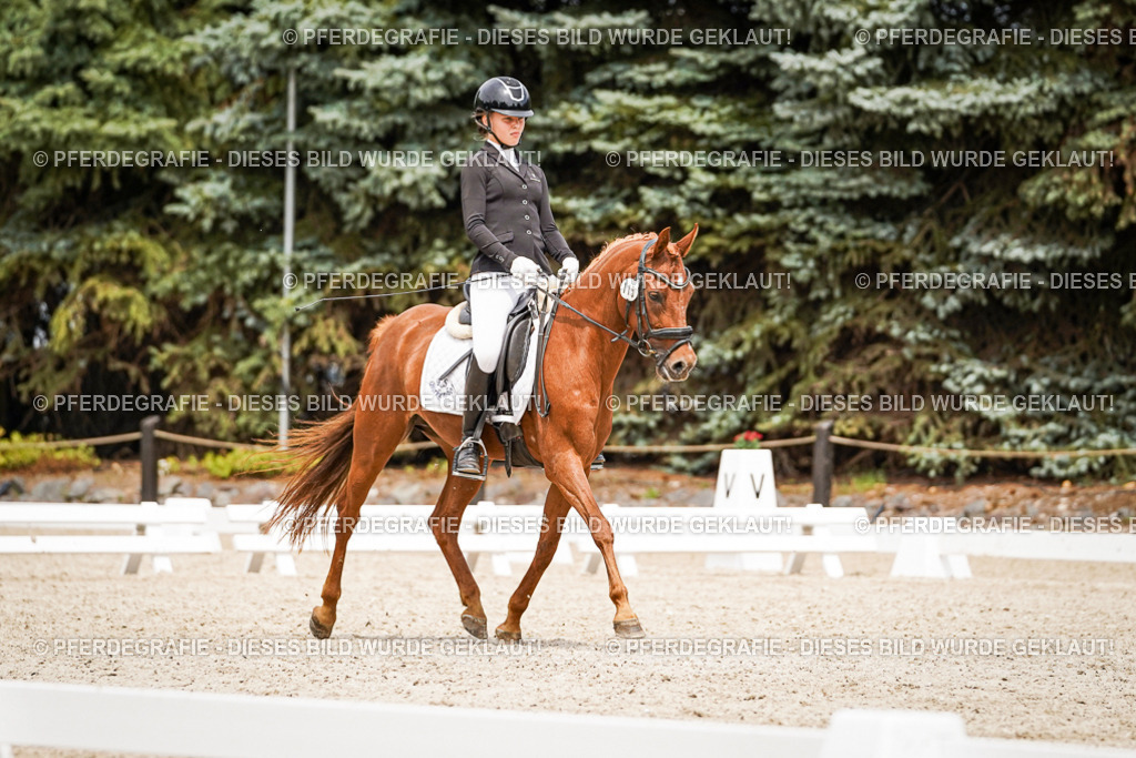 DSC04190 | Pferdegrafie