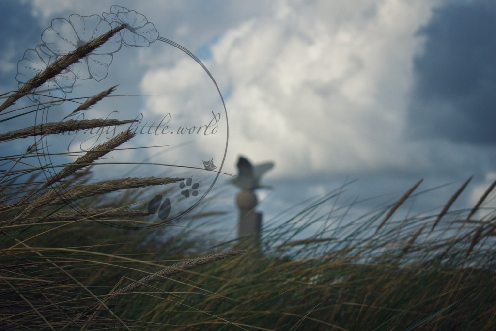 IMG_9102-01 | only.this.little.world - Realisiert mit Pictrs.com