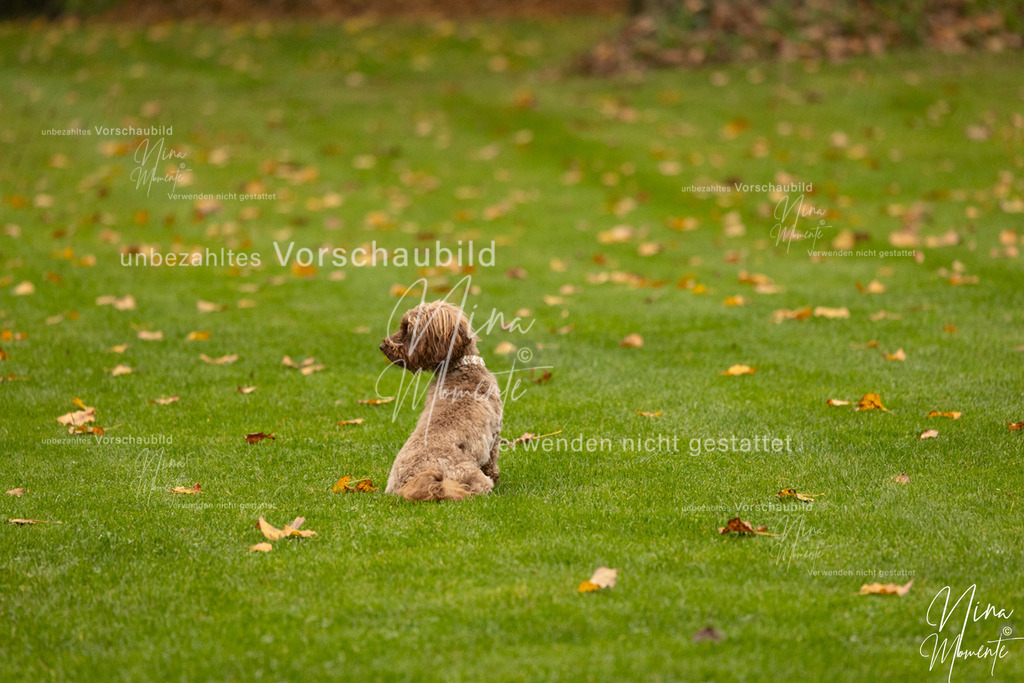 _16A0567 | Einzigartige Fotos von Hunden & Menschen –Actionfotos, Portraits, Vereinsaufnahmen & Paarshootings – authentisch, lebendig & mit Herz.