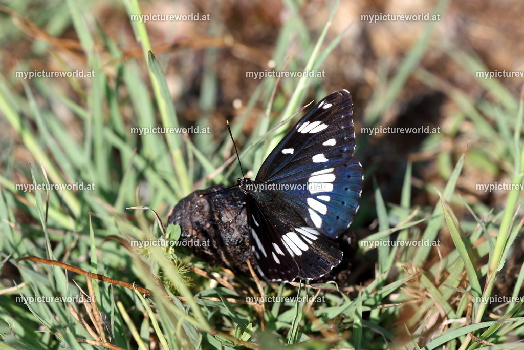 Limenitis reducta-015 | Das Bilderarchiv über Tiere, Planzen und Landschaften. In der Bilddatenbank finden Sie ein große Auswahl an hochwertigen Bilder für Ihre Werbung - Realized with Pictrs.com