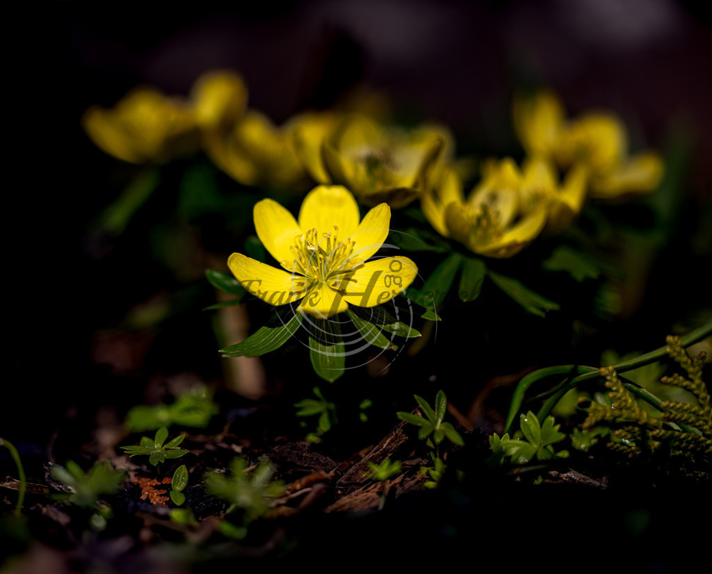 _X0A8393-2bea | Frank Herberich Fotografie, Frank Herberich, Fotografie, Hochzeit, Portrait, St. Peter Ording, Ording, Westerhever, Nordsee, Frank Fotografie, Hardheim,  Odenwald,Walldürn, Band,Eventfotografie - Realisiert mit Pictrs.com
