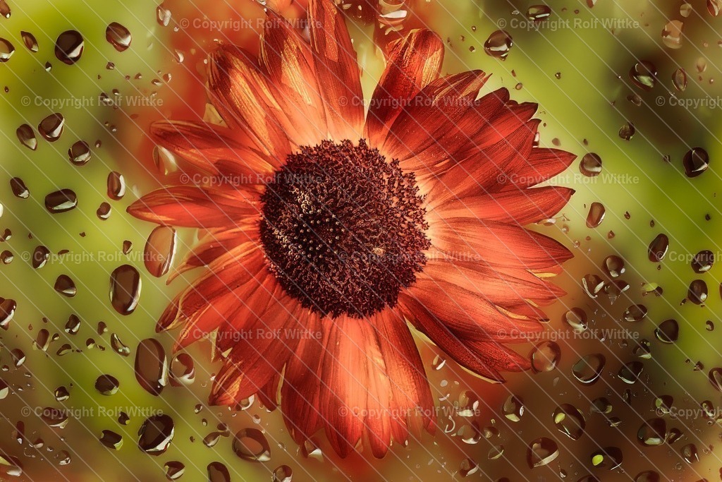 sunflower2.2 | Rolf Wittke  - Realisiert mit Pictrs.com