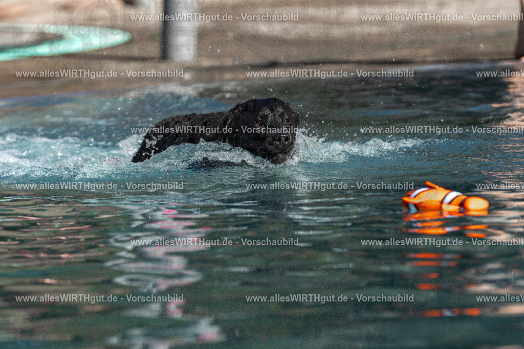 Hundeschwimmen_Volksbad_2026-allesWIRTHgut_Tierfotografie-2609061108-FAY06147 | Professionelle Tierfotografie in Mönchengladbach von Daniel Wirth (allesWIRTHgut). Liebevolle & natürliche Bilder von Hunden & Katzen für unvergessliche Erinnerungen.