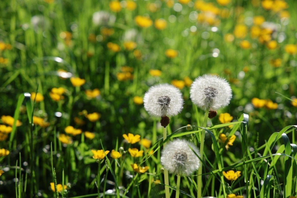 Frühlingsblumenwiese mit Löwenzahn und Butterblumen | Das Foto zeigt eine leuchtende Frühlingswiese voller blühender Löwenzahn- und goldgelber Butterblumen. Zwischen sattem, frischem Grün setzen die vielen gelben Blüten helle Farbakzente und lassen die Landschaft warm und lebendig wirken. Die Blumen verteilen sich wie ein natürlicher Teppich über die Wiese und vermitteln den Eindruck von Fülle und Wachstum.Die Szene wirkt offen und freundlich. Das Sonnenlicht fällt weich über die Blüten und bringt ihre kräftigen Farben zum Strahlen. Einzelne Halme und Blätter bewegen sich leicht im Frühlingswind, was dem Bild Dynamik und Natürlichkeit verleiht.Die Atmosphäre des Fotos wirkt heiter, frisch und idyllisch – typisch für einen sonnigen Frühlingstag in der Natur. - Realisiert mit Pictrs.com