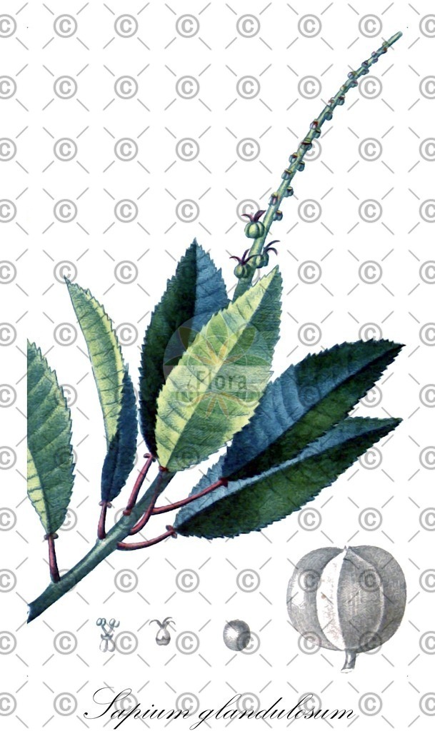 HistAbb_wfo-0000302804_3_ENZY_Simple | Historische Abbildung von Sapium glandulosum - Euphorbiaceae | Historical Illustration of Sapium glandulosum - Euphorbiaceae