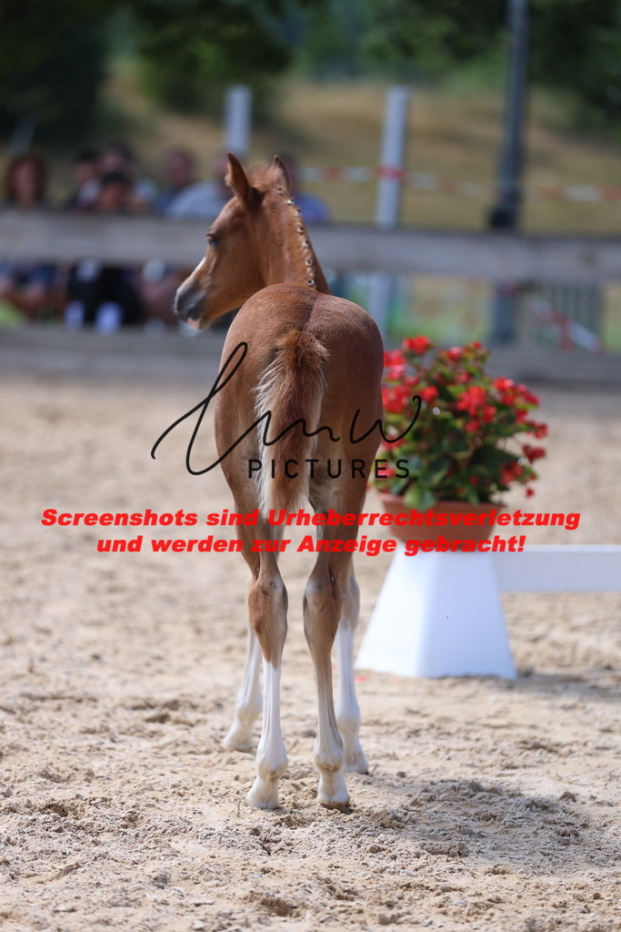 Fohlenschau_Schwäbisch_Hall_Ponys_KN 47_5 | lmwpictures - Realisiert mit Pictrs.com