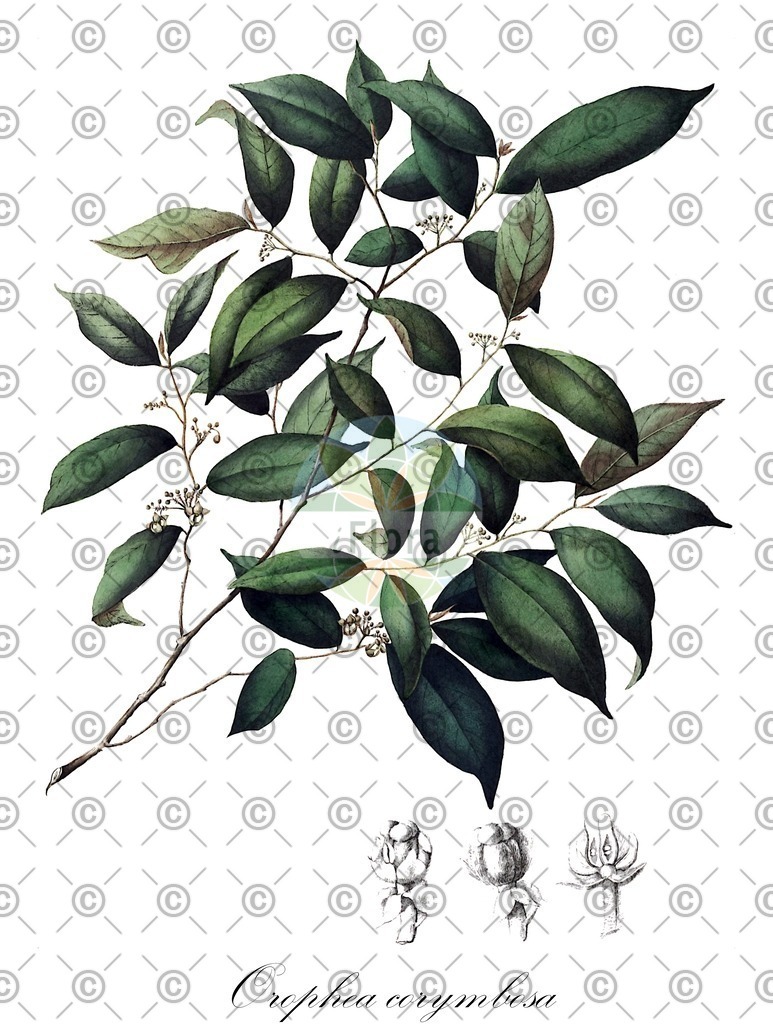 HistAbb_wfo-0001106674_1_ENZY_Simple | Historische Abbildung von Orophea corymbosa - Annonaceae | Historical Illustration of Orophea corymbosa - Annonaceae
