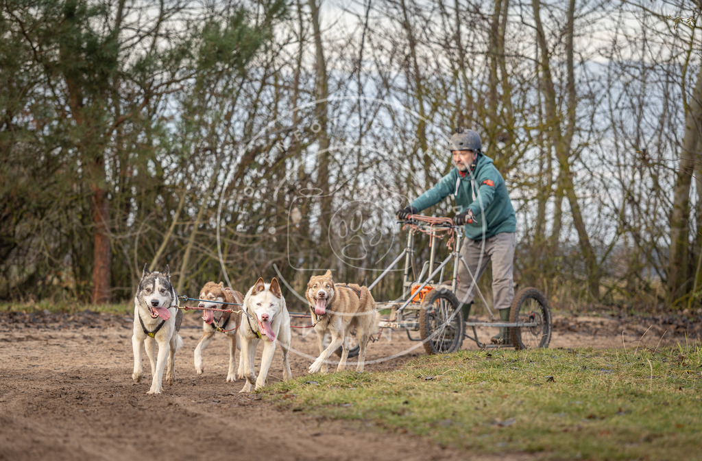 Pfotenfotografie_DV3A6198 | Hundefotografie, Tierfotograf, Pfotenfotografie, Fotoshooting Hund, Hunde Portrait, Hundesport, Hundeportraits, Heideshooting, Hunde, Sportfotograf, Hundefotograf, Turnierhundsport, THS,  - Realisiert mit Pictrs.com