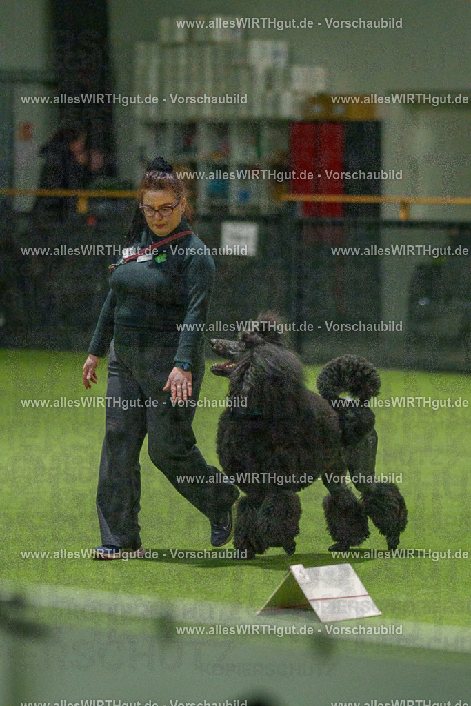 7R508815 | Professionelle Tierfotografie in Mönchengladbach von Daniel Wirth (allesWIRTHgut). Liebevolle & natürliche Bilder von Hunden & Katzen für unvergessliche Erinnerungen.