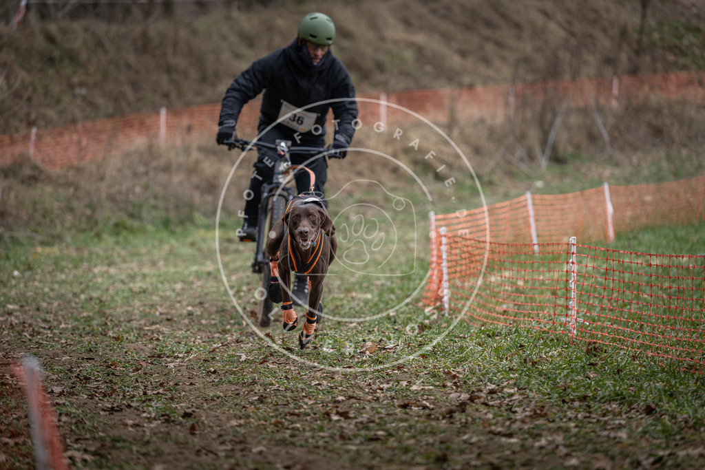 Pfotenfotografie_DV3A9703 | Hundefotografie, Tierfotograf, Pfotenfotografie, Fotoshooting Hund, Hunde Portrait, Hundesport, Hundeportraits, Heideshooting, Hunde, Sportfotograf, Hundefotograf, Turnierhundsport, THS,  - Realisiert mit Pictrs.com