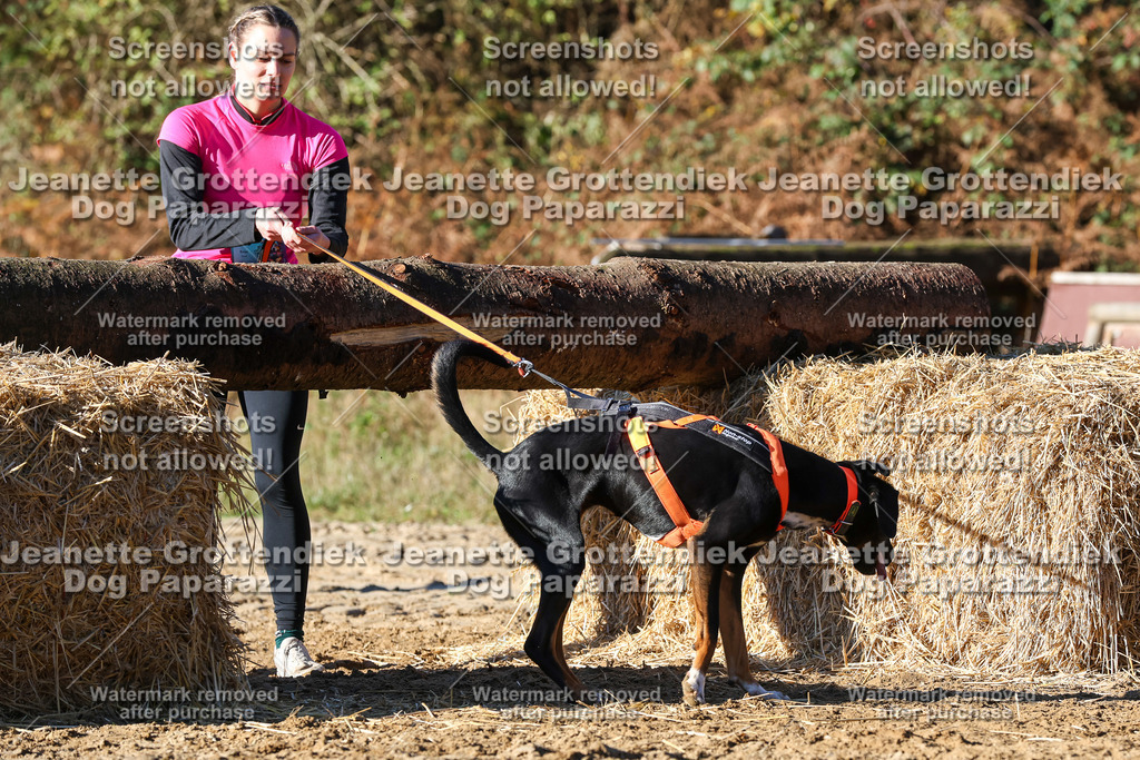Dog Paparazzi - Strongdog 10-25-1823 | Dog Paparazzi Jeanette Grottendiek Fotografie & Videografie - Realisiert mit Pictrs.com